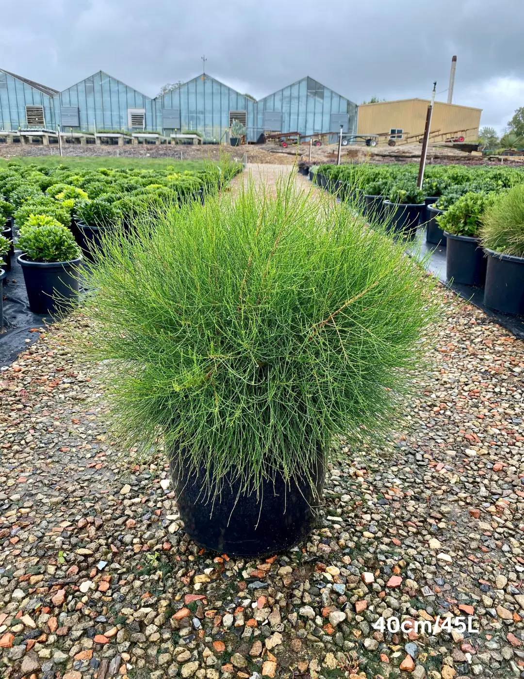 Casuarina 'Green Waves' 40cm/45L