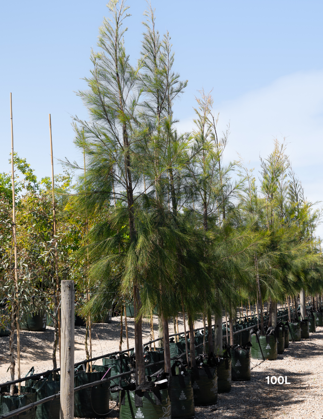 Casuarina cunninghamiana - River Sheoak