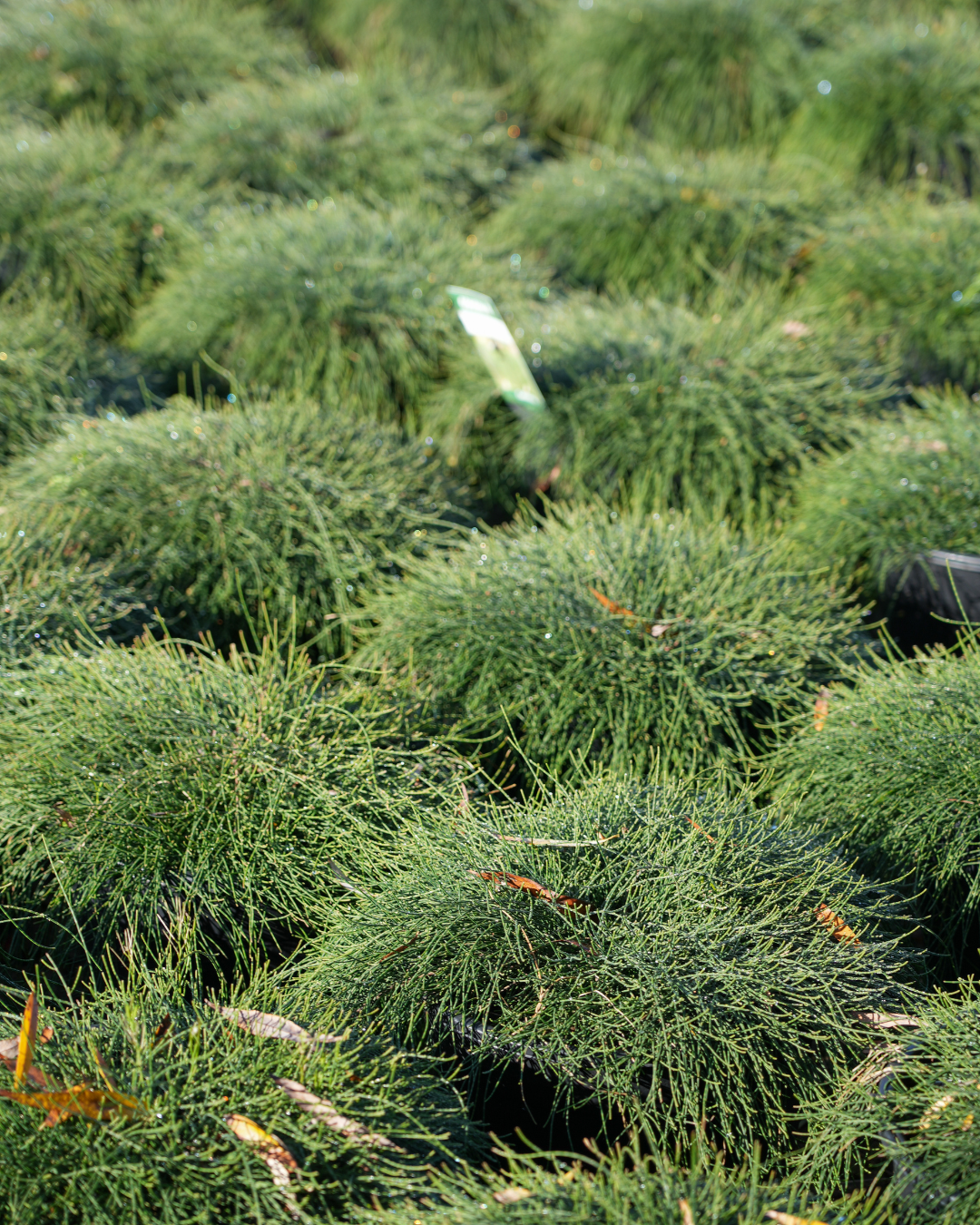 Casuarina 'Green Waves'
