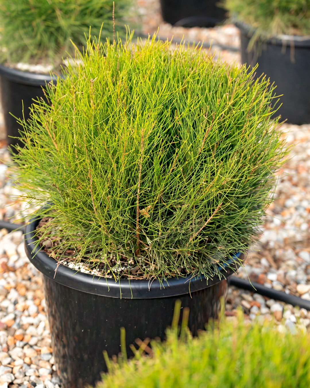 Casuarina glauca ‘Greenwave’  – Greenwave Swamp Oak
