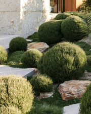 Casuarina glauca ‘Greenwave’  – Greenwave Swamp Oak