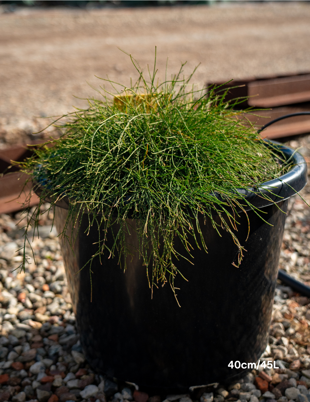 Casuarina glauca 'Cousin It'