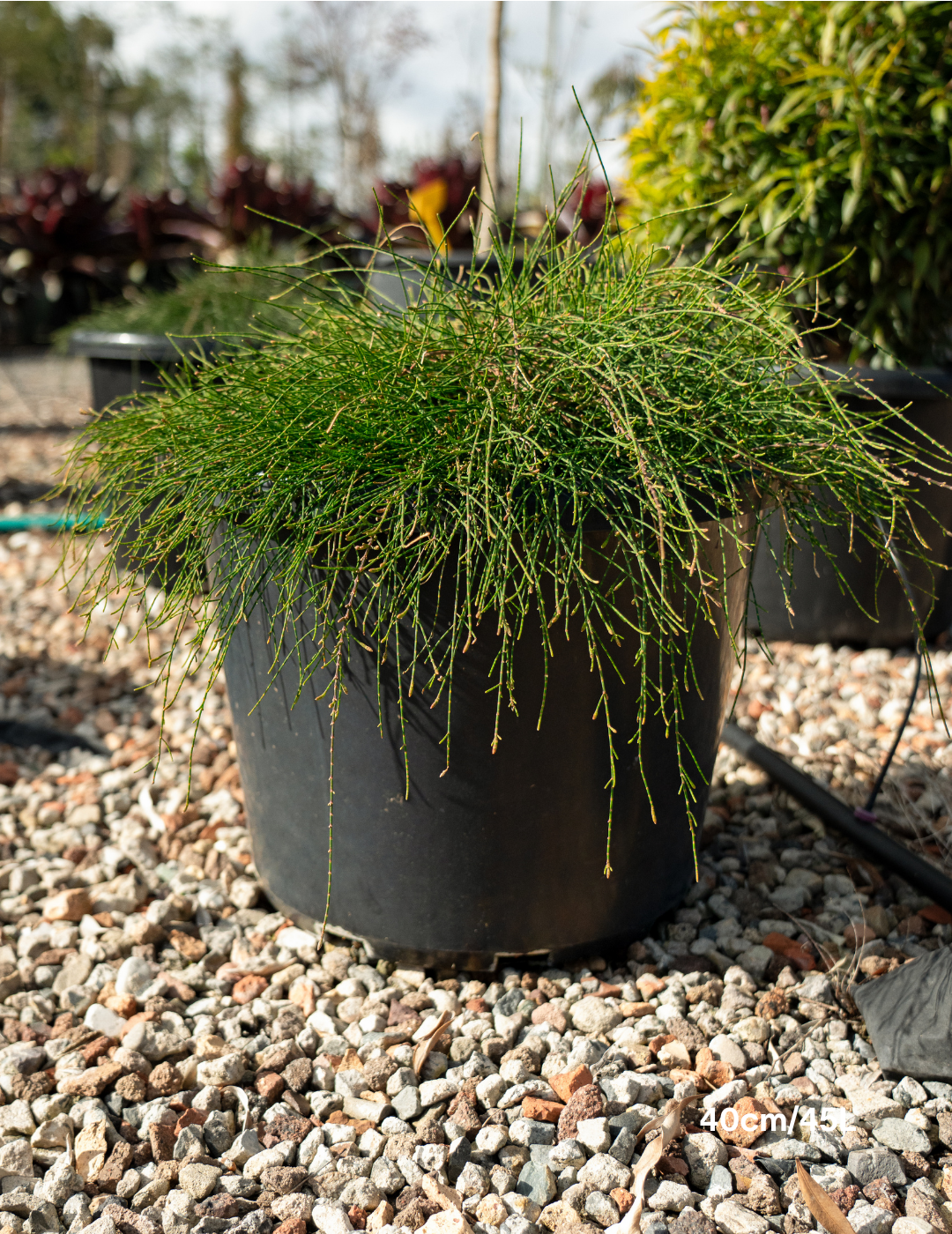 Casuarina glauca 'Cousin It'