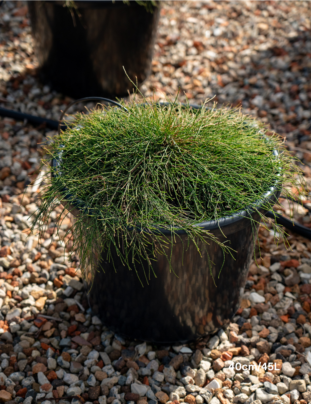 Casuarina glauca 'Cousin It'