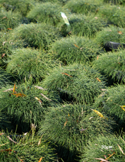 Casuarina glauca 'Cousin It' - Evergreen Trees Direct