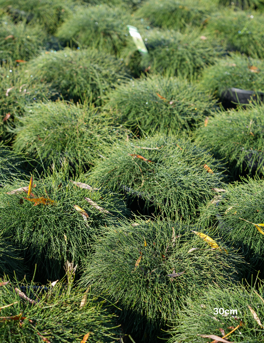 Casuarina glauca 'Cousin It' - Evergreen Trees Direct