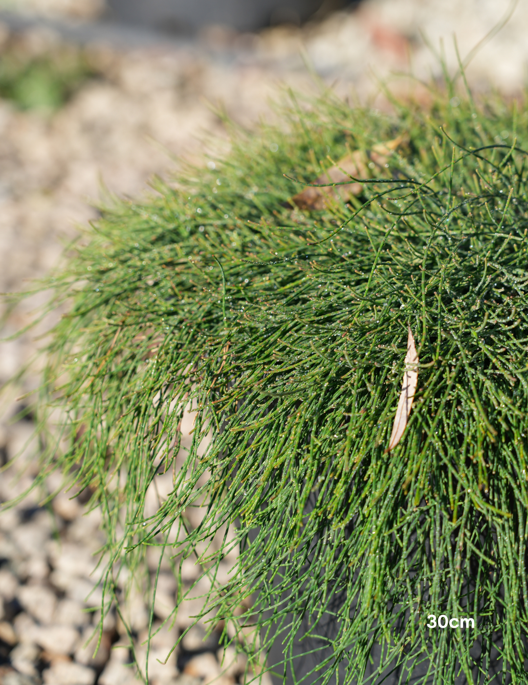 Casuarina glauca 'Cousin It'