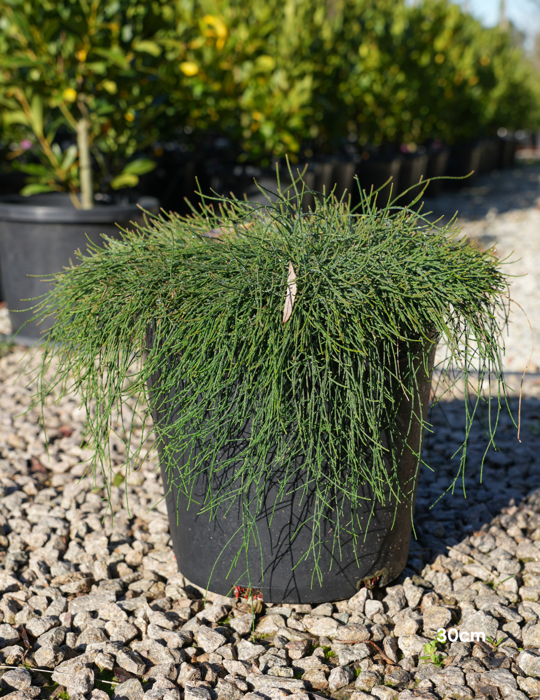 Casuarina glauca 'Cousin It' - Evergreen Trees Direct