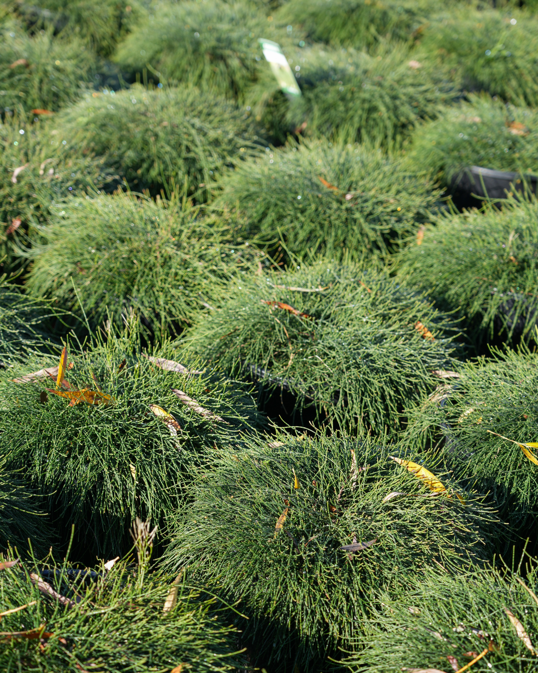 Casuarina glauca 'Cousin It'