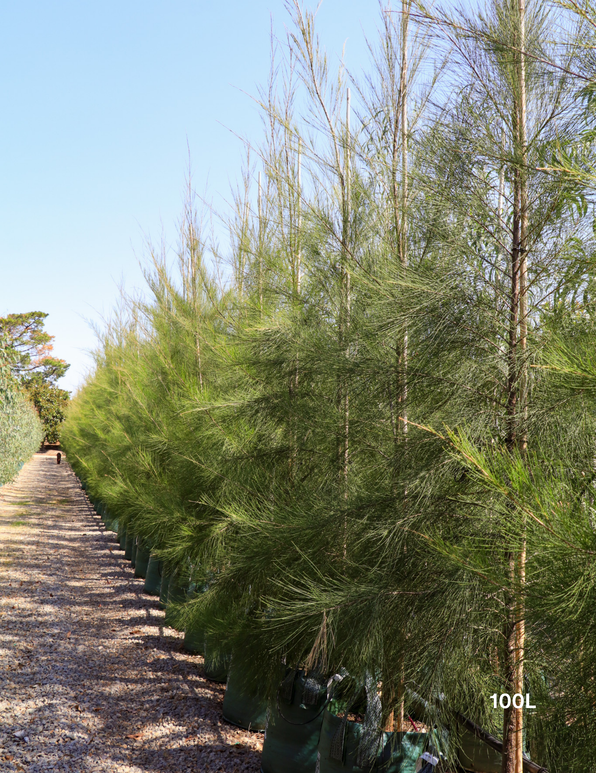 Casuarina cunninghamiana - River Sheoak - Evergreen Trees Direct