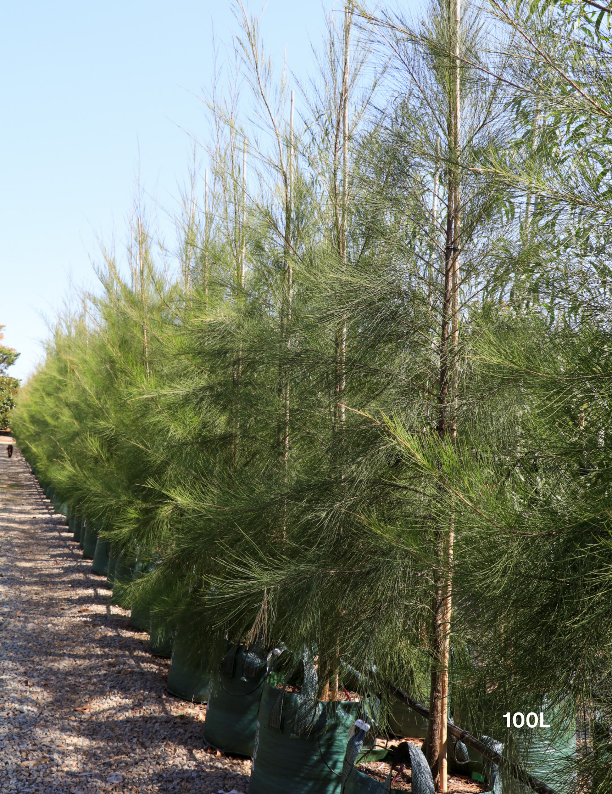Casuarina cunninghamiana - River Sheoak - Evergreen Trees Direct