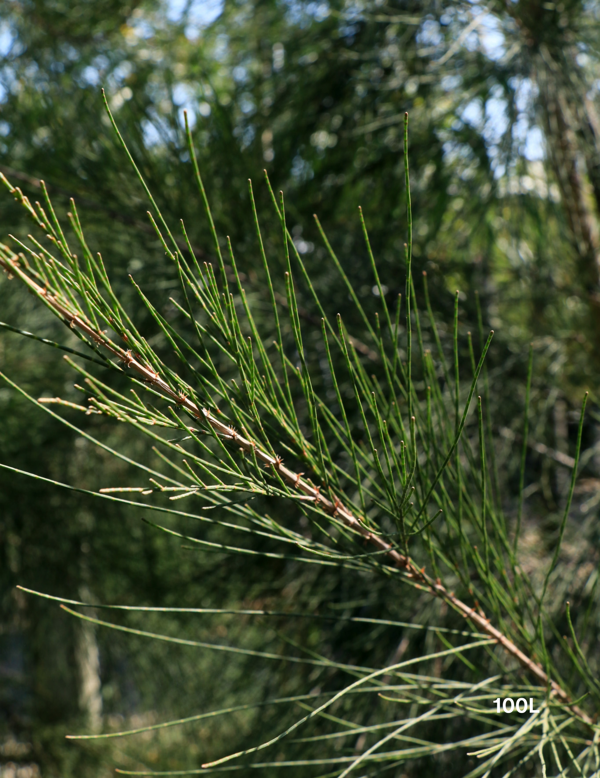 Casuarina cunninghamiana - River Sheoak - Evergreen Trees Direct