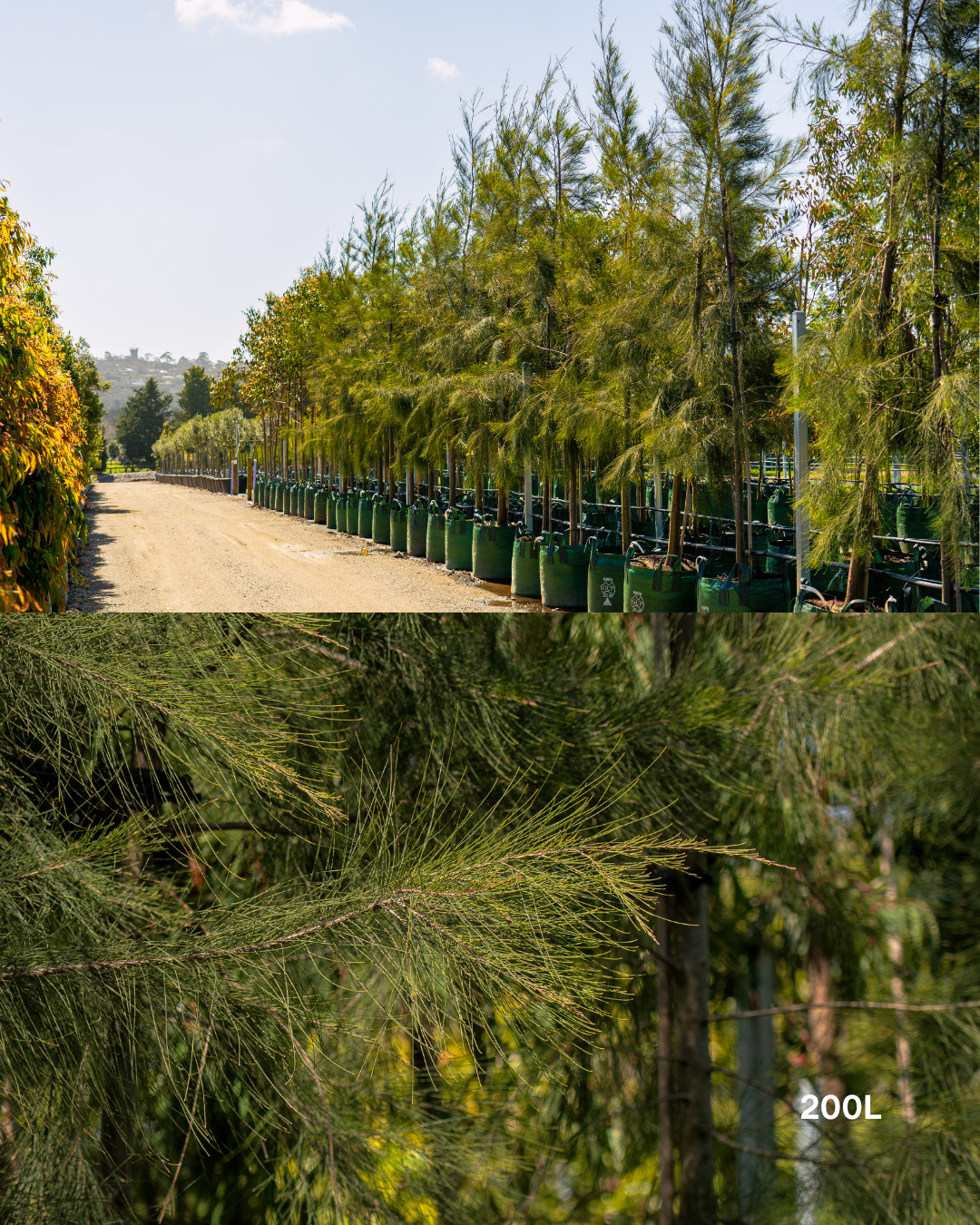 Casuarina cunninghamiana - River Sheoak