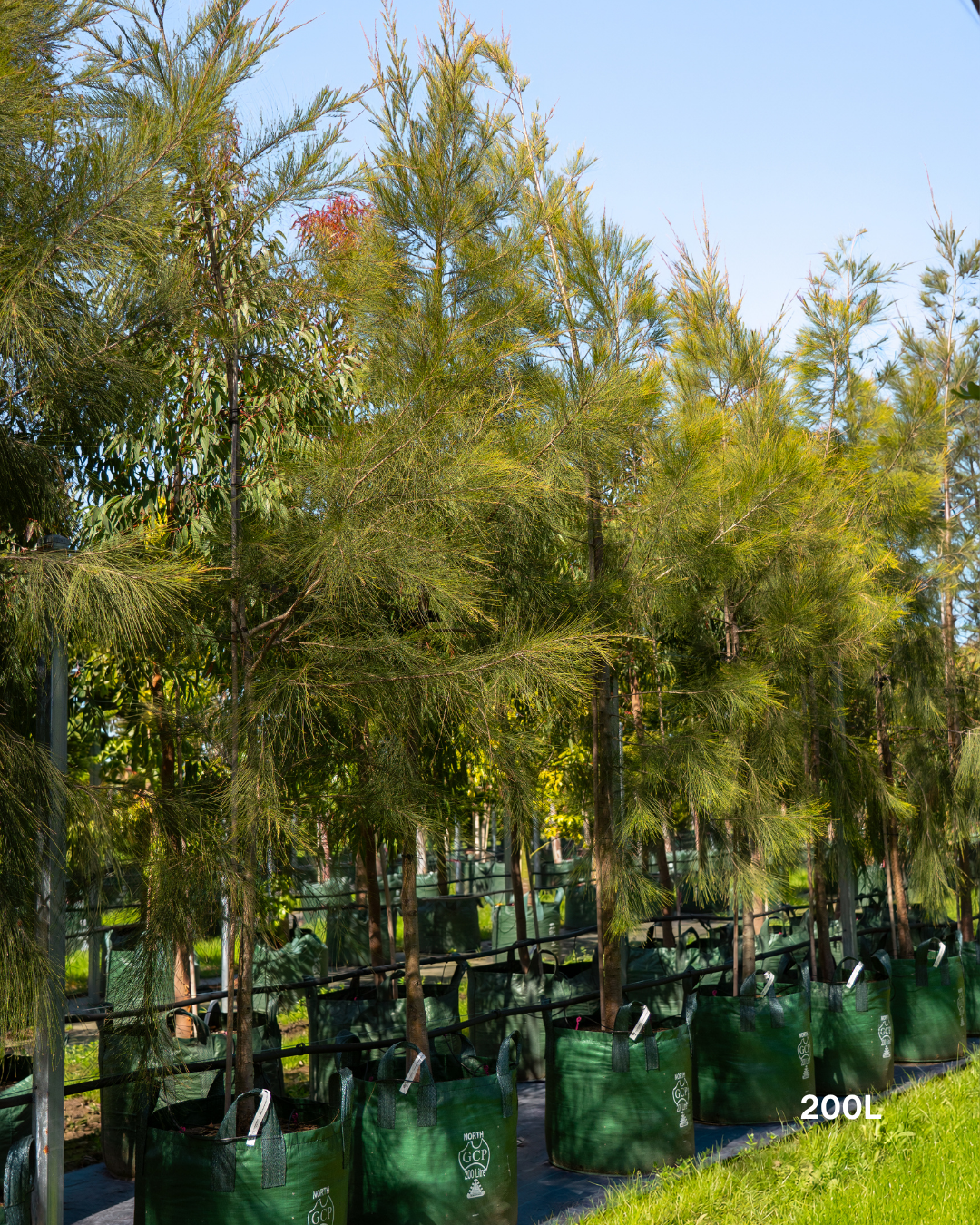 Casuarina cunninghamiana - River Sheoak
