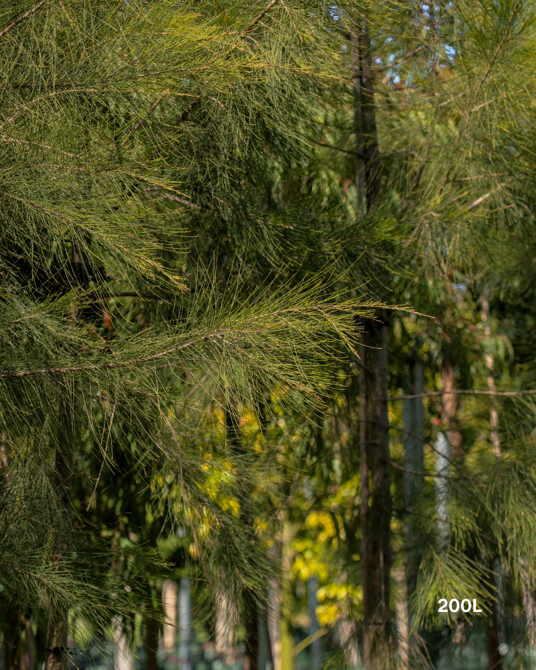 Casuarina cunninghamiana - River Sheoak