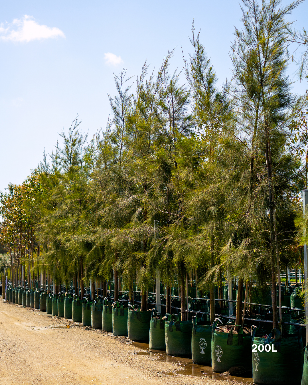 Casuarina cunninghamiana - River Sheoak