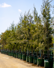 Casuarina cunninghamiana - River Sheoak