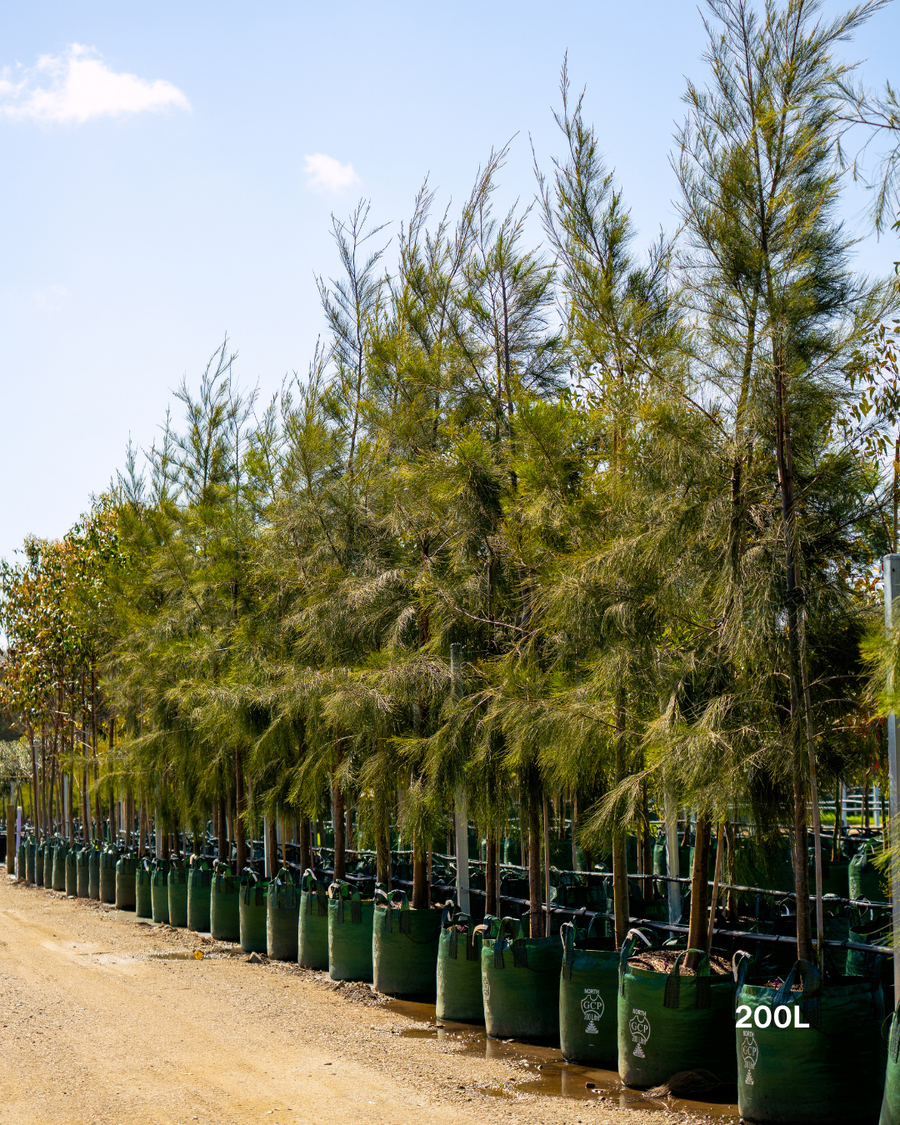 Casuarina cunninghamiana - River Sheoak