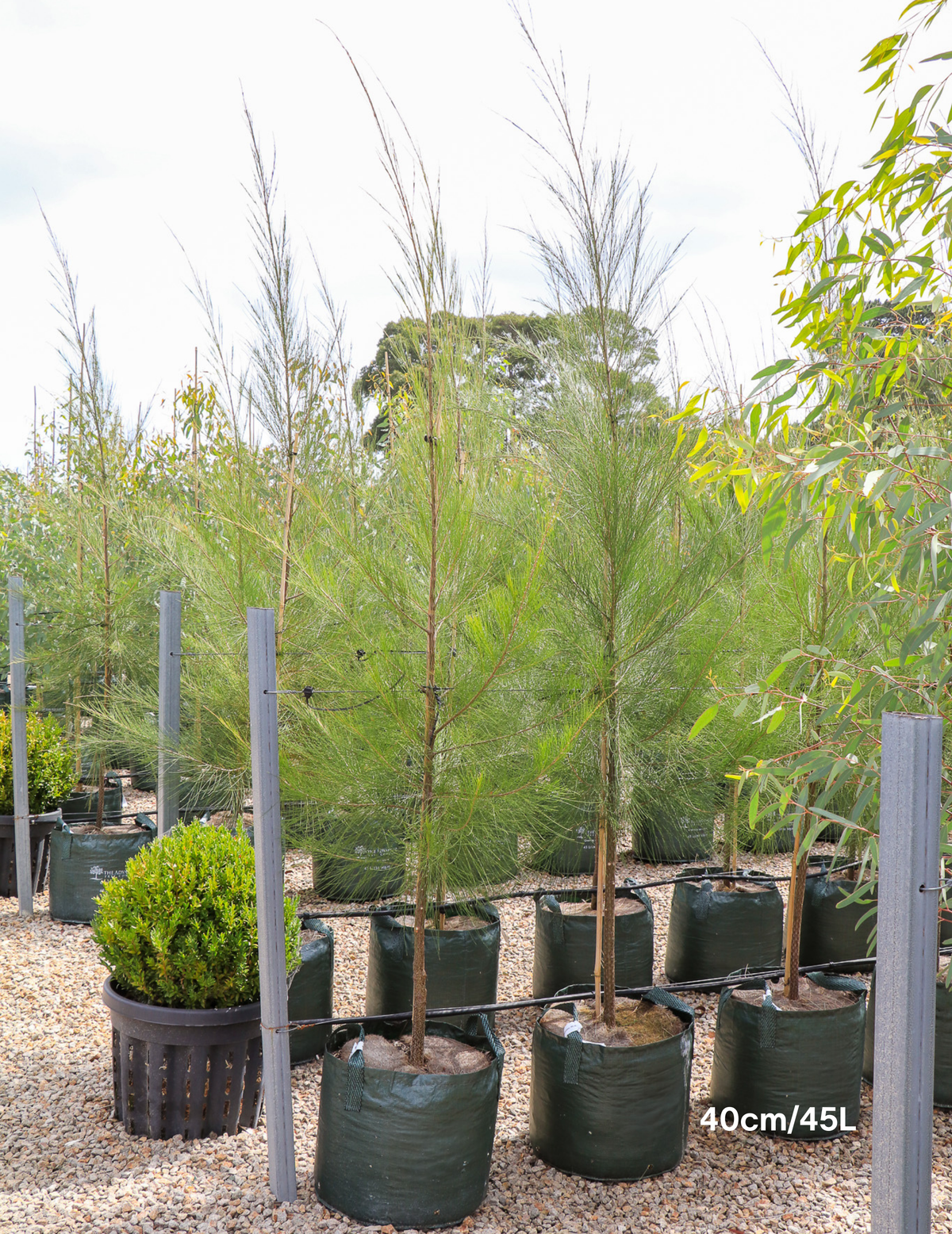 Casuarina cunninghamiana