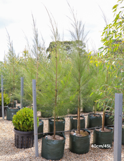 Casuarina cunninghamiana - River Sheoak - Evergreen Trees Direct