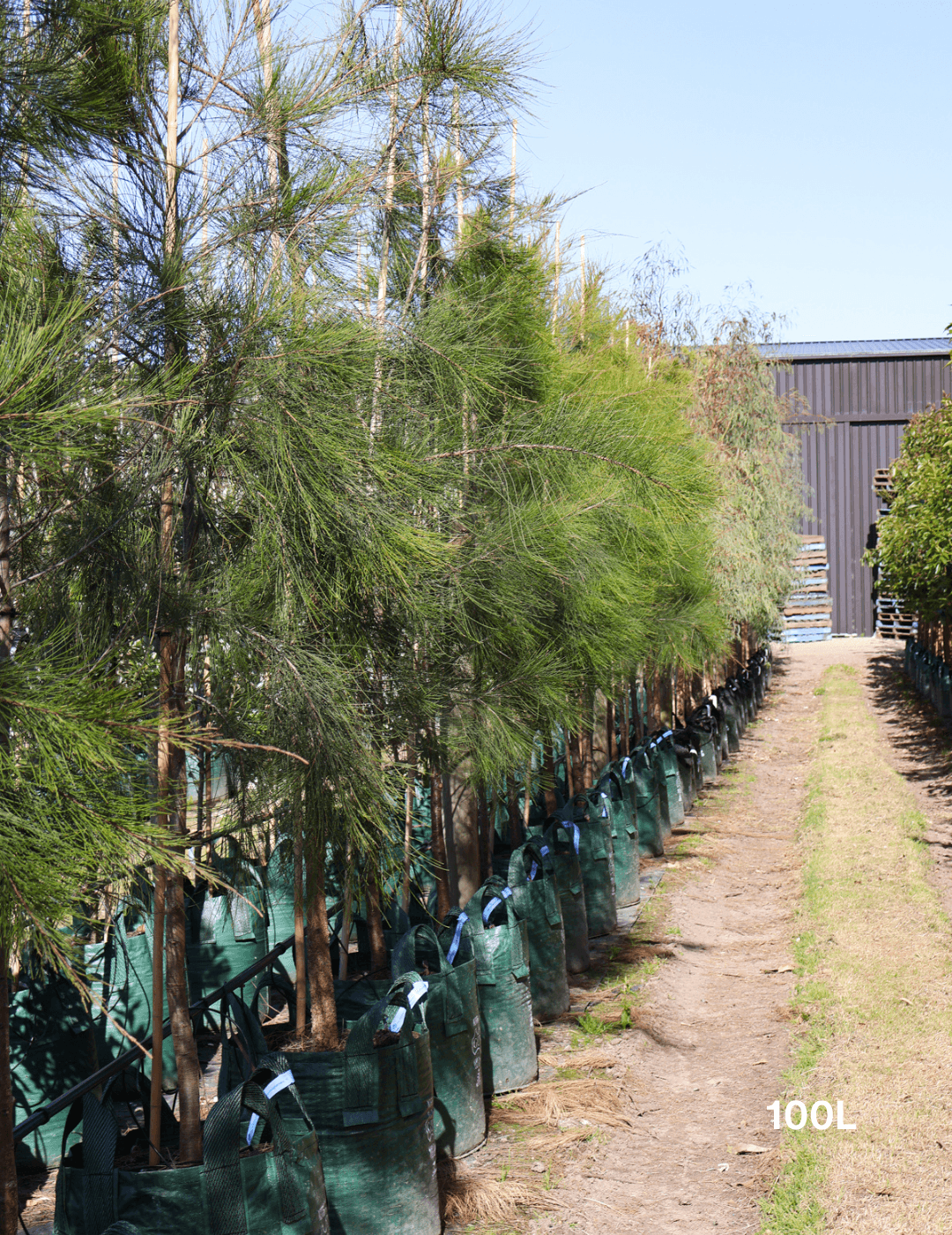 Casuarina cunninghamiana - Evergreen Trees Direct