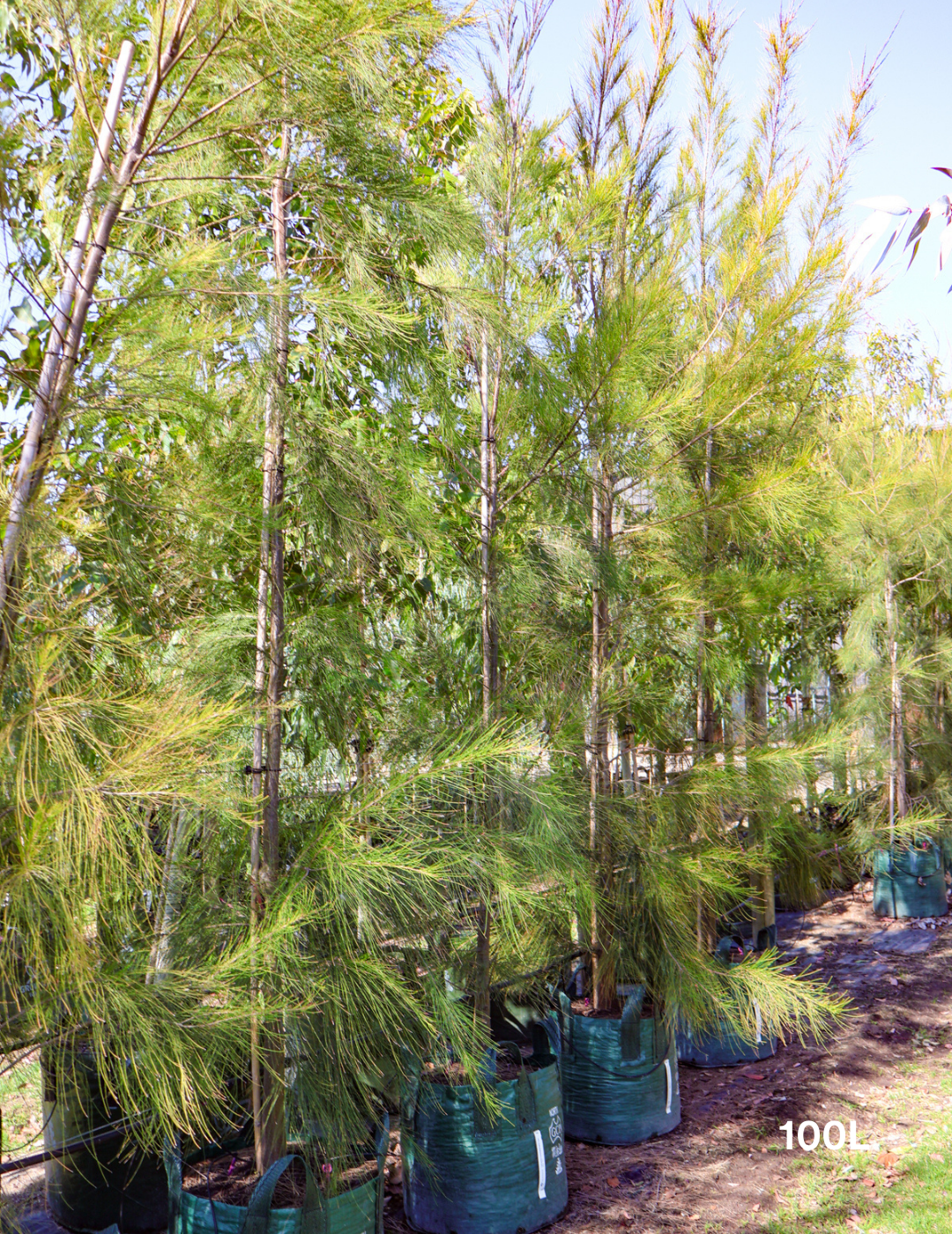 Casuarina cunninghamiana - Evergreen Trees Direct