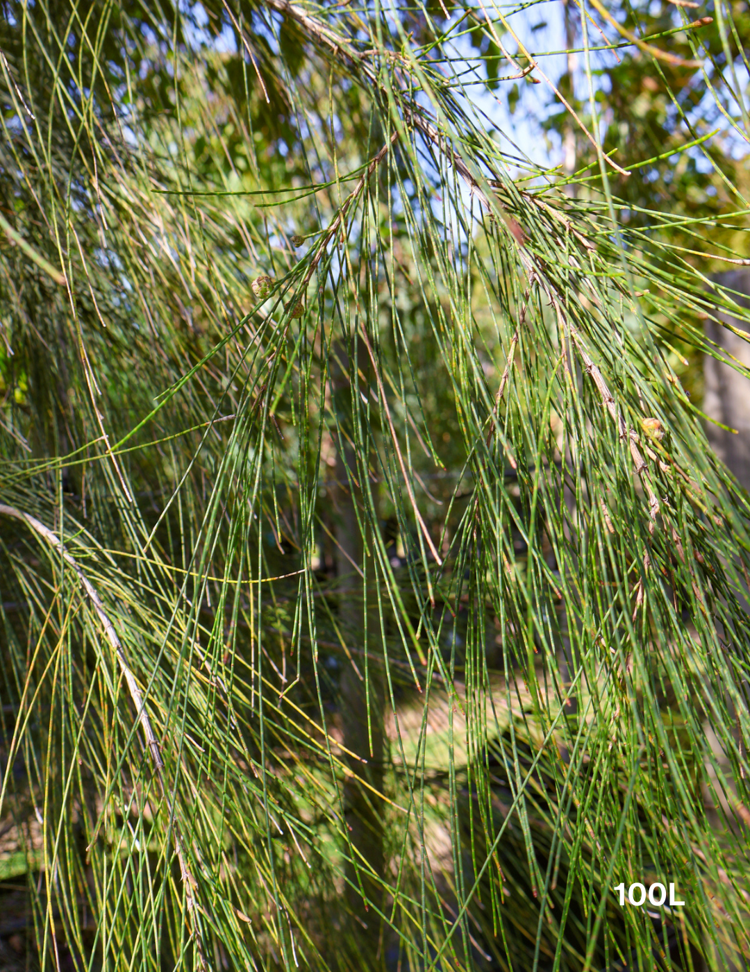 Casuarina cunninghamiana - Evergreen Trees Direct