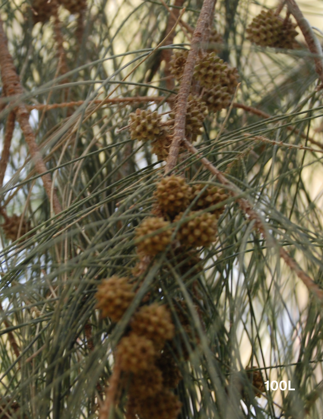 Casuarina cunninghamiana - Evergreen Trees Direct