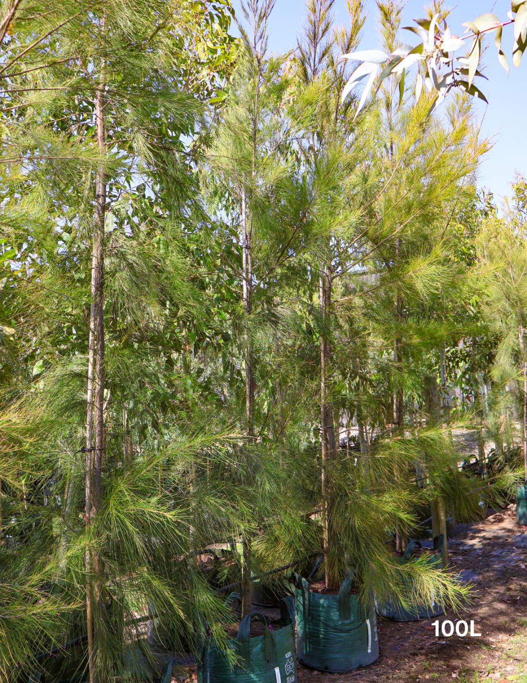Casuarina cunninghamiana - Evergreen Trees Direct