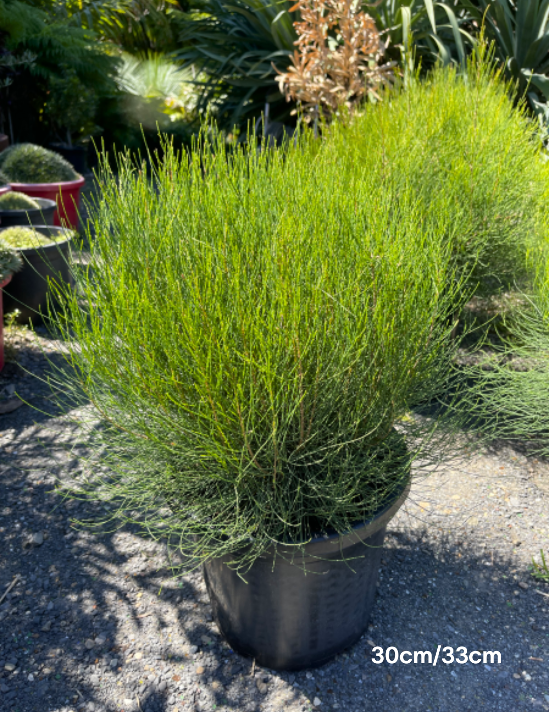 Casuarina 'Green Waves' - Evergreen Trees Direct
