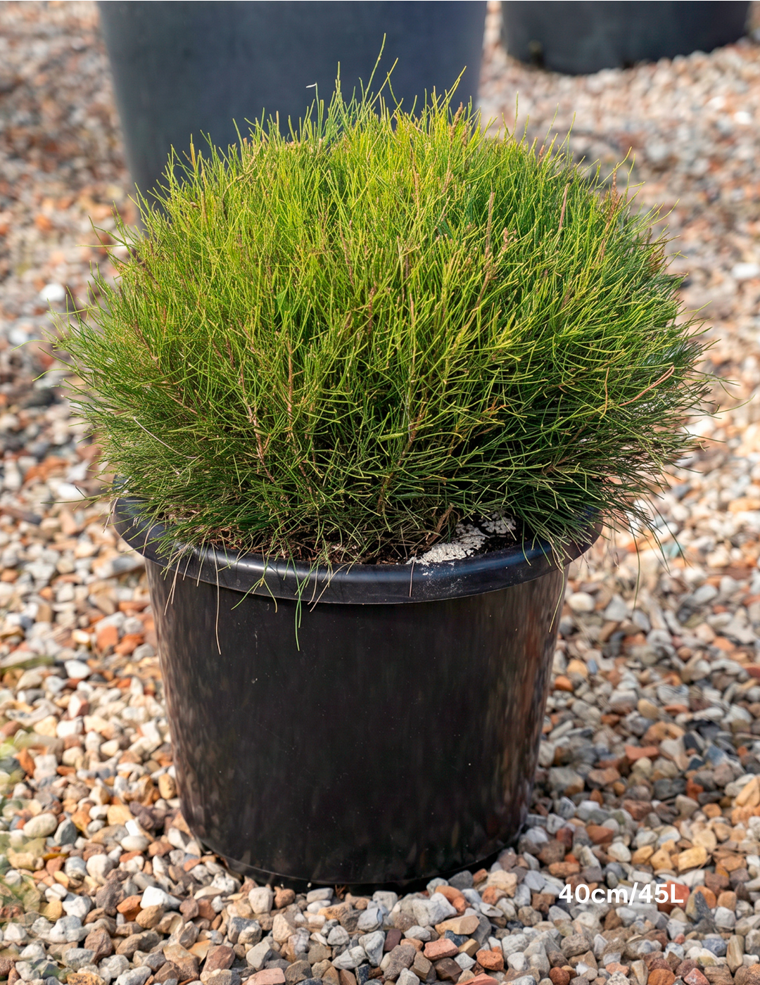 Casuarina glauca ‘Greenwave’  – Greenwave Swamp Oak
