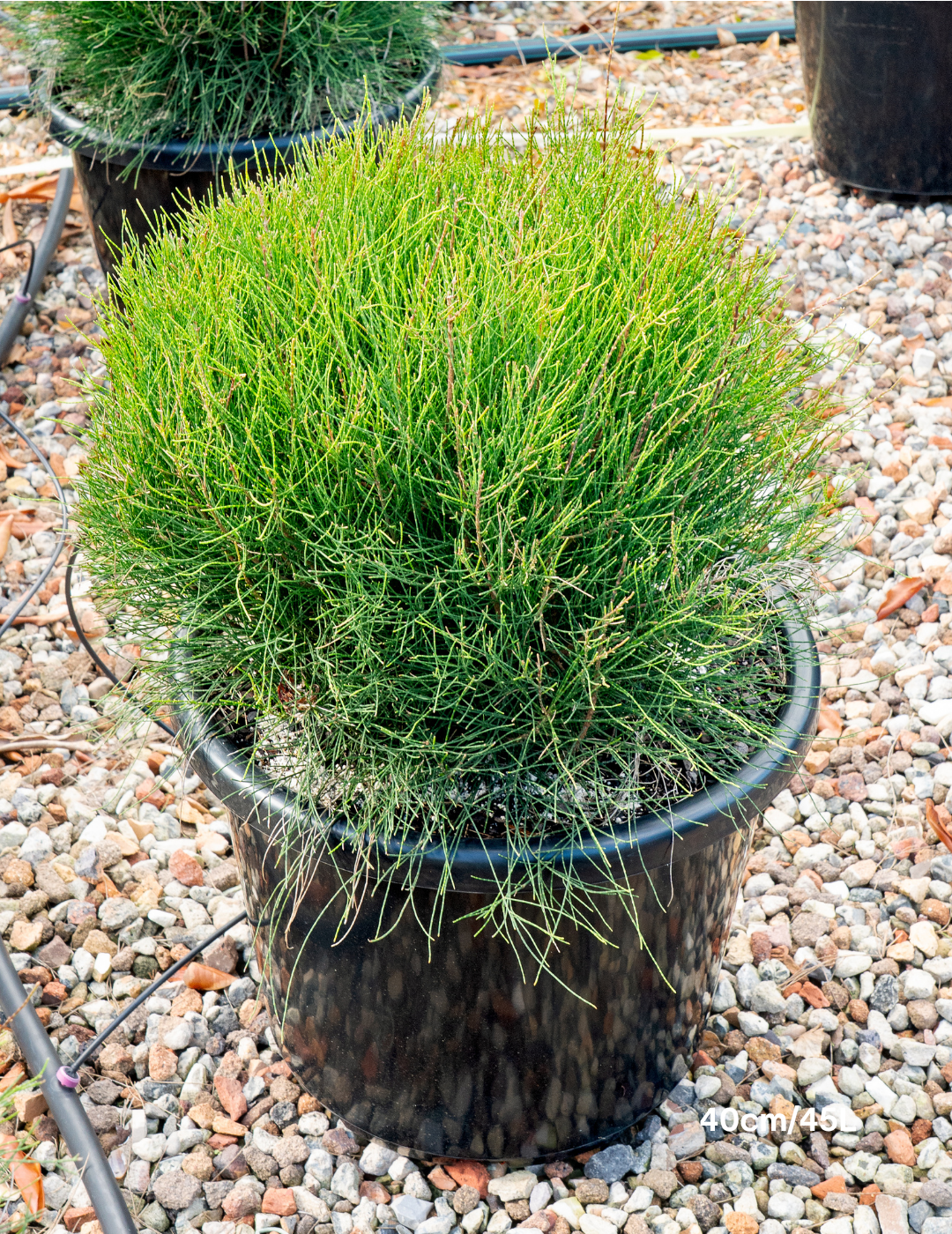 Casuarina glauca ‘Greenwave’  – Greenwave Swamp Oak
