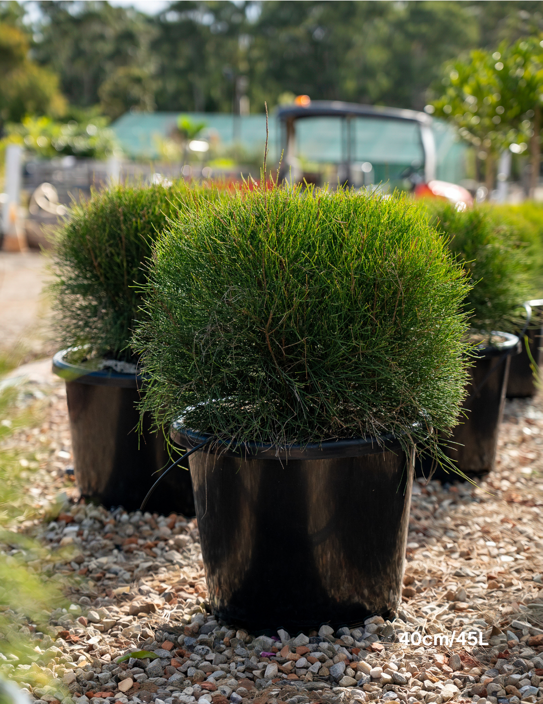 Casuarina glauca ‘Greenwave’  – Greenwave Swamp Oak