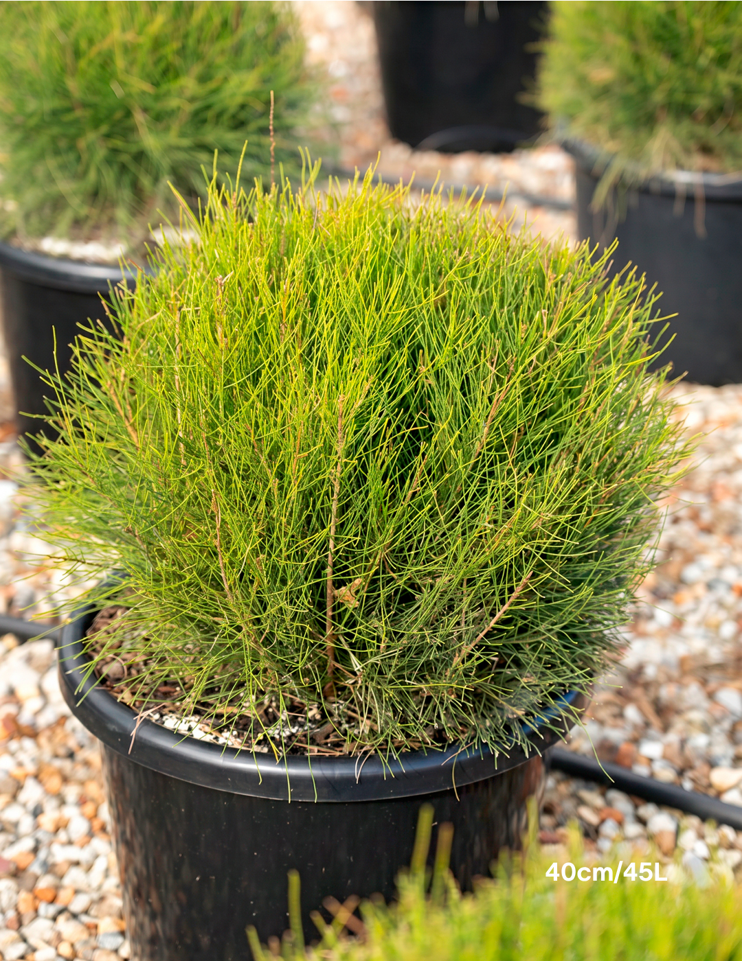 Casuarina glauca ‘Greenwave’  – Greenwave Swamp Oak