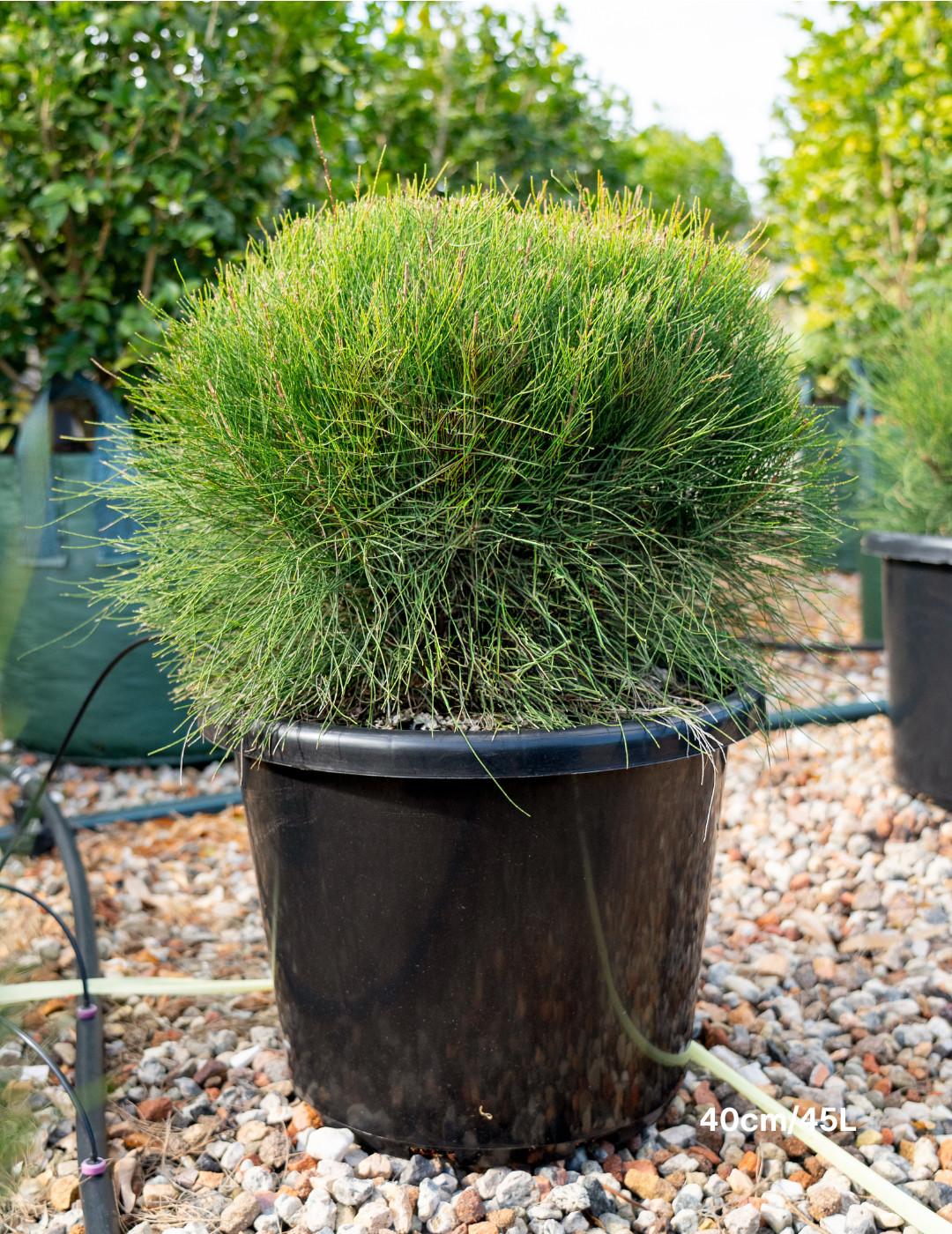 Casuarina glauca ‘Greenwave’  – Greenwave Swamp Oak