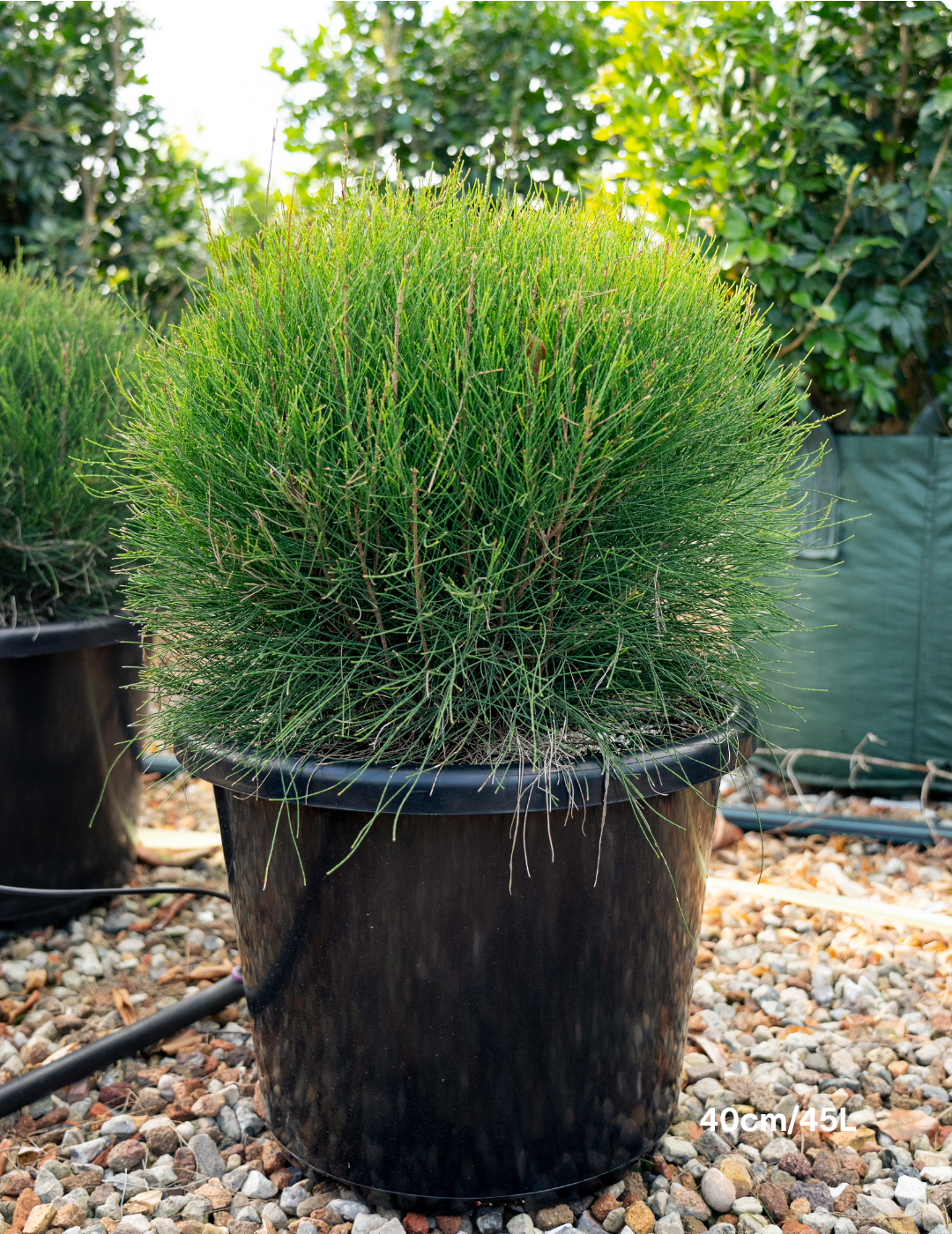 Casuarina glauca ‘Greenwave’  – Greenwave Swamp Oak