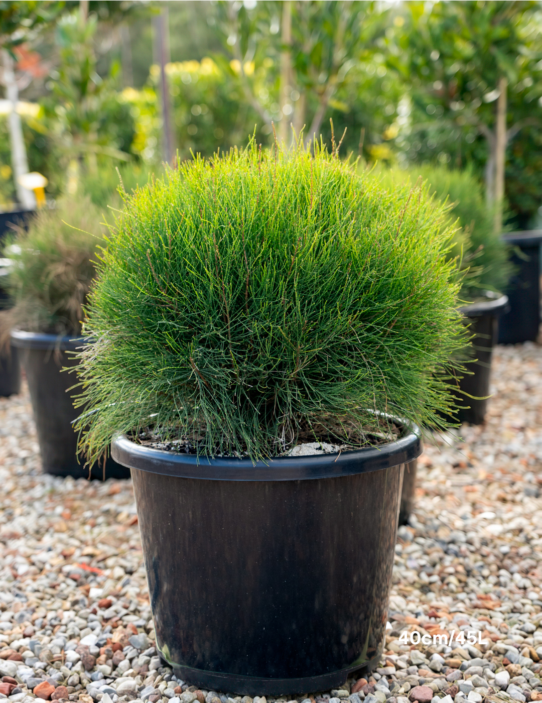 Casuarina glauca ‘Greenwave’  – Greenwave Swamp Oak