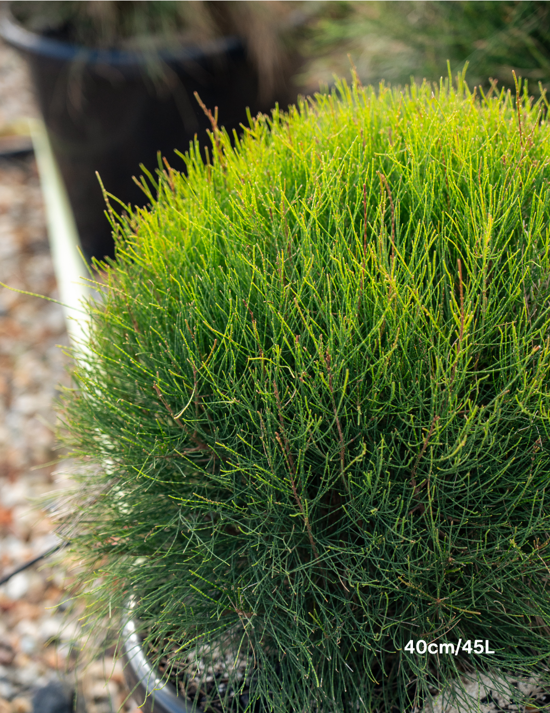 Casuarina glauca ‘Greenwave’  – Greenwave Swamp Oak