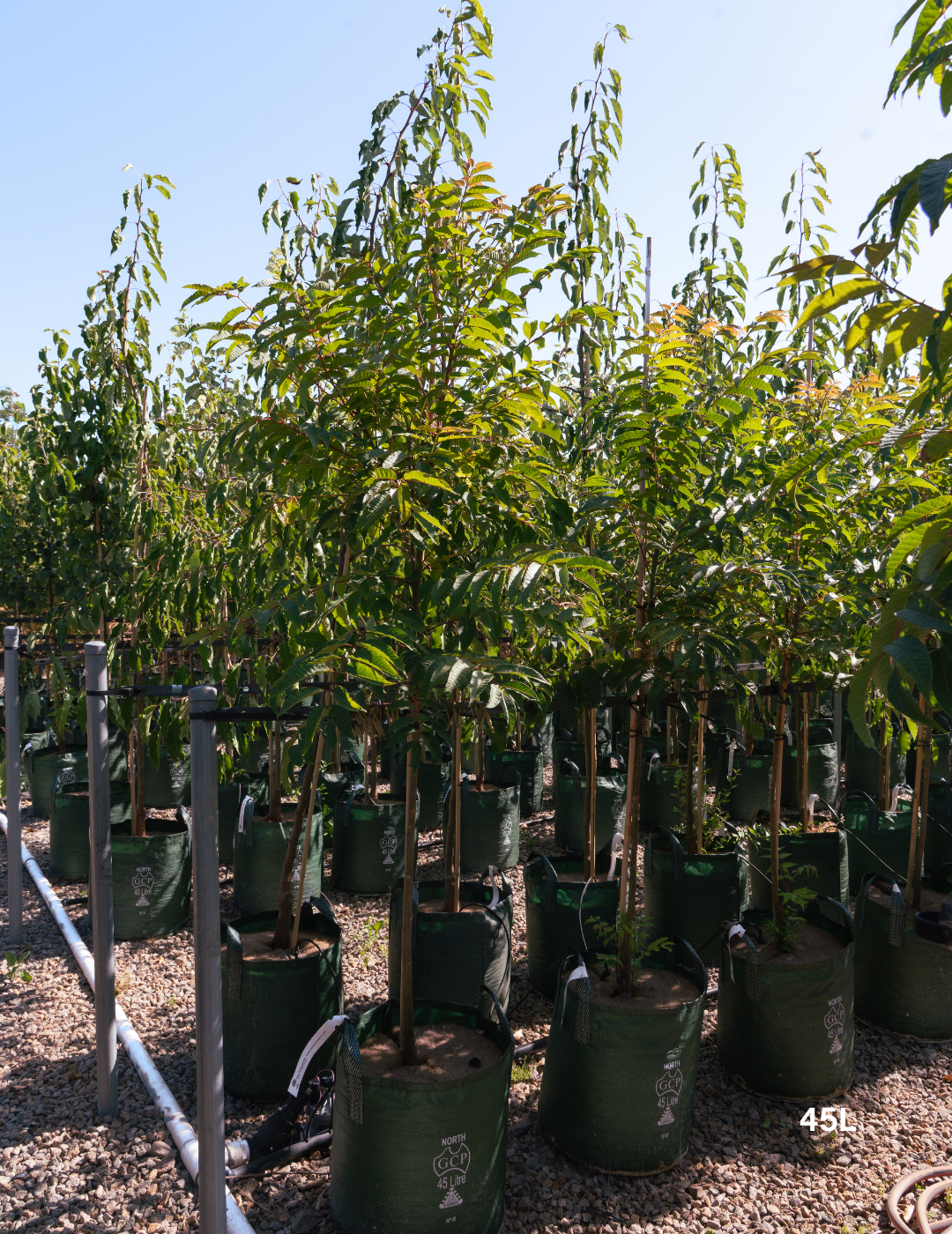 Cedrela sinensis – Chinese Cedar (Toona sinensis) - Evergreen Trees Direct