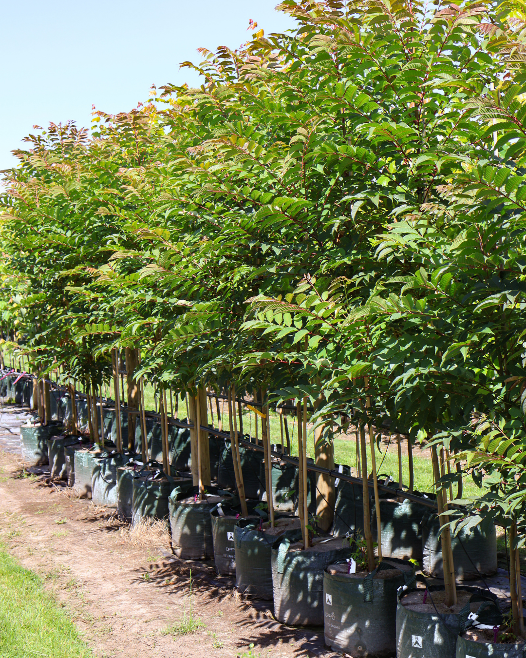 Evergreen Trees Direct