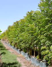 Cedrela sinensis - Evergreen Trees Direct