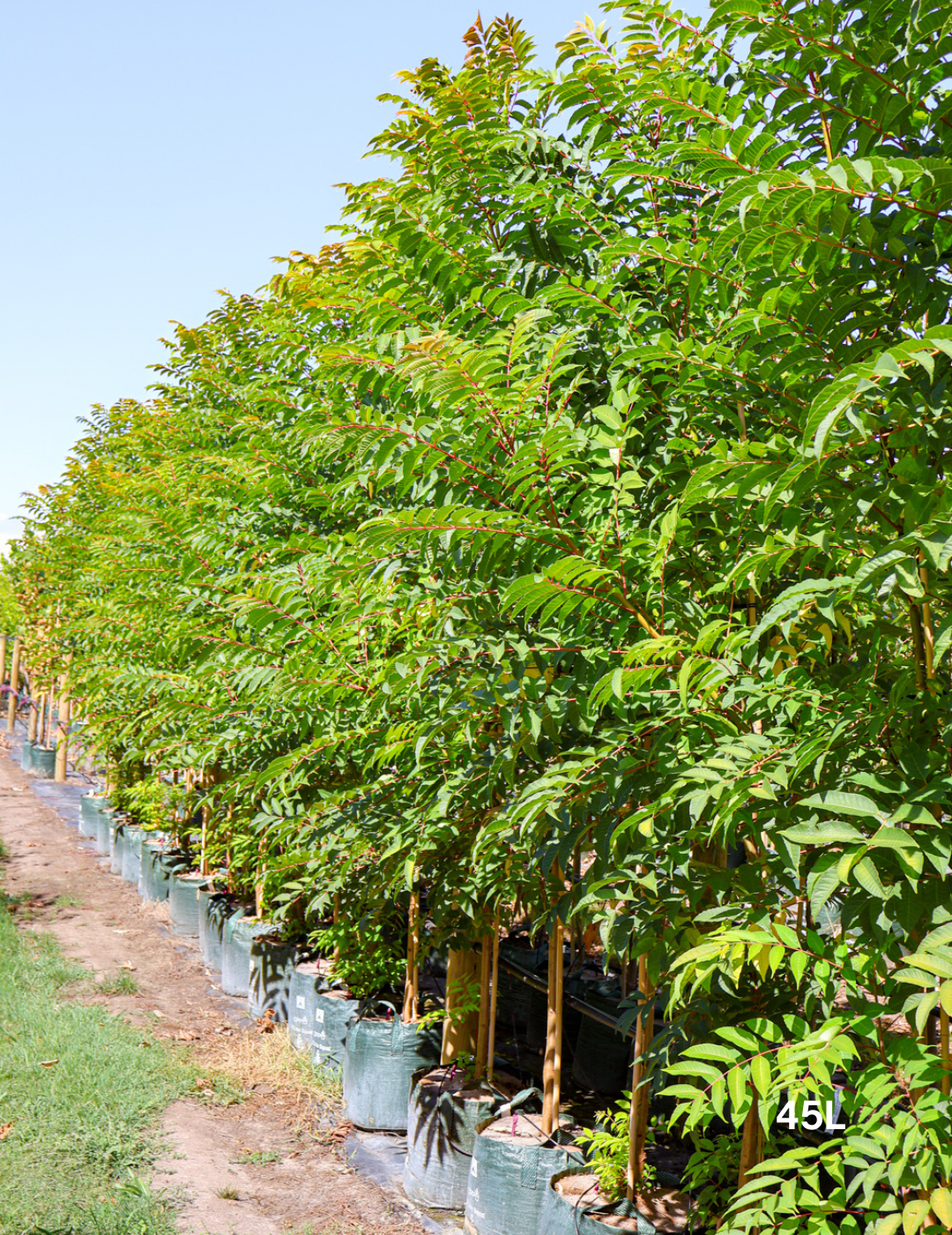 Cedrela sinensis - Evergreen Trees Direct