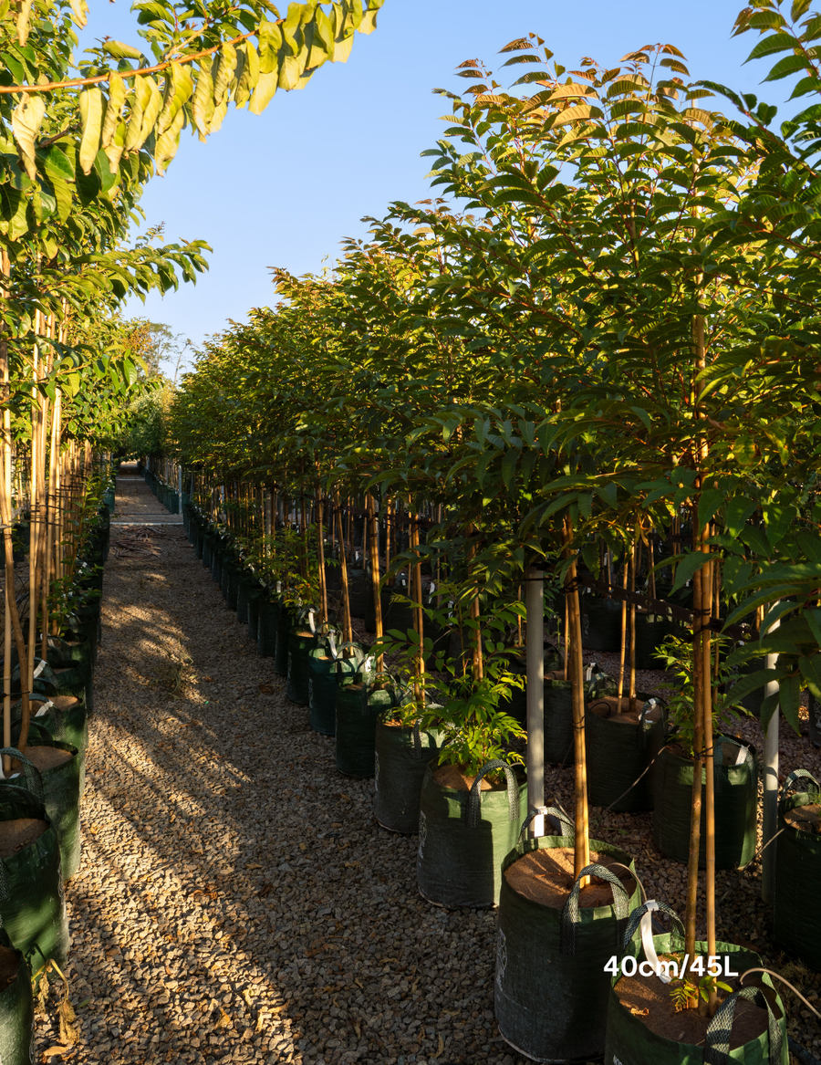 Cedrela sinensis Chinese Cedar