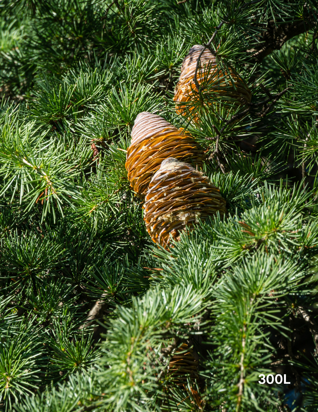 Cedrus deodara - Evergreen Trees Direct