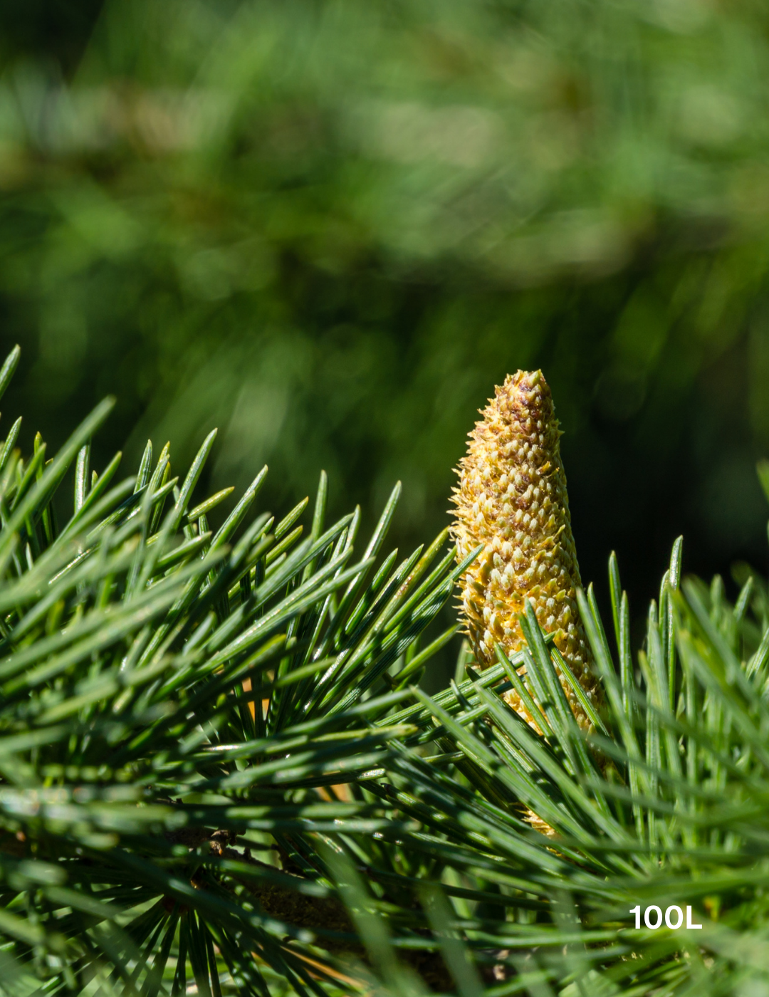 Cedrus deodara - Evergreen Trees Direct