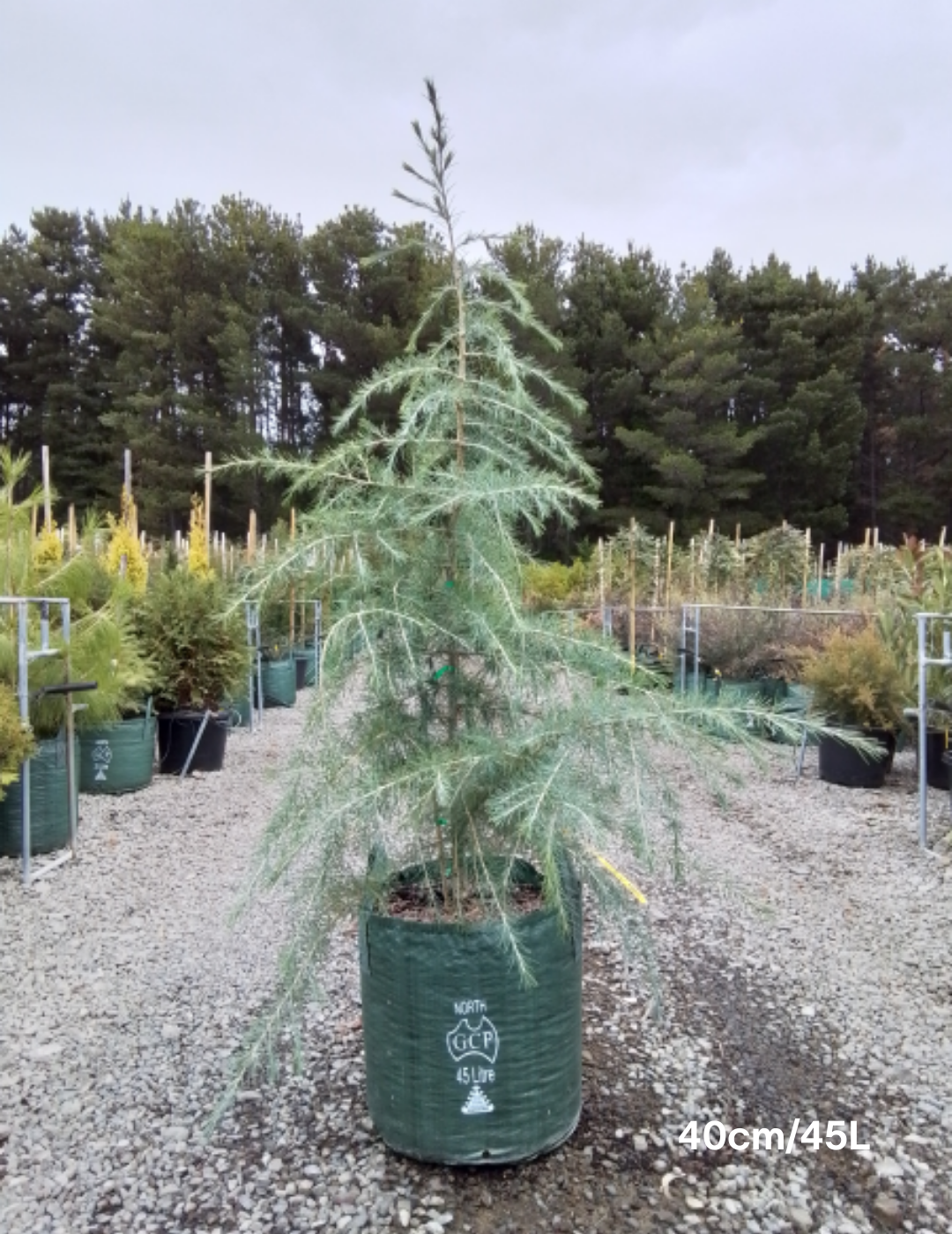 Cedrus deodara - Evergreen Trees Direct