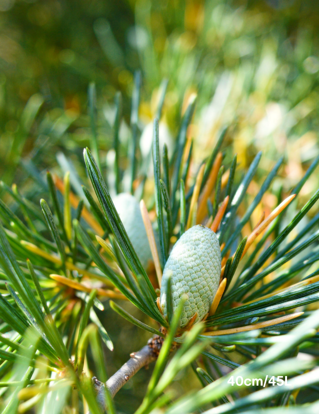 Cedrus deodara - Evergreen Trees Direct