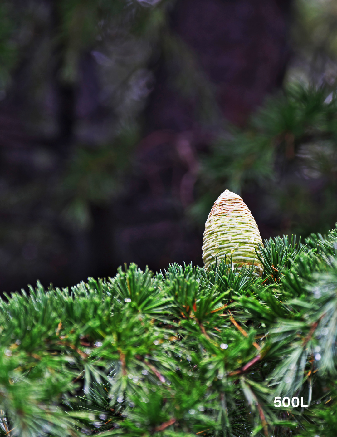 Cedrus deodara - Evergreen Trees Direct
