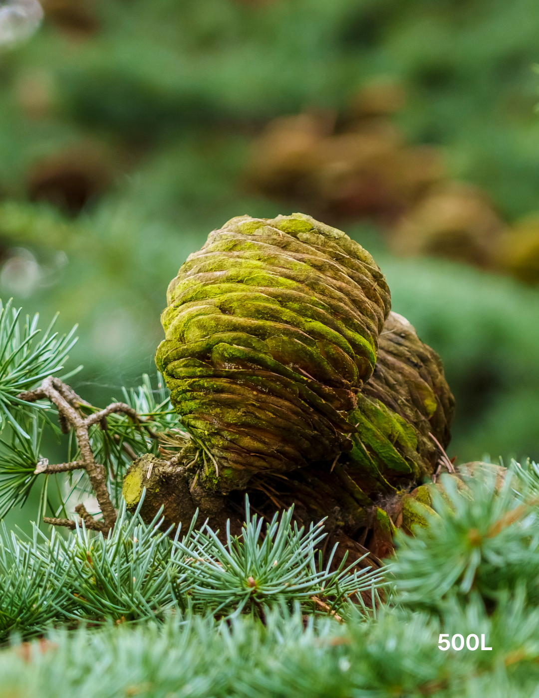 Cedrus deodara - Evergreen Trees Direct