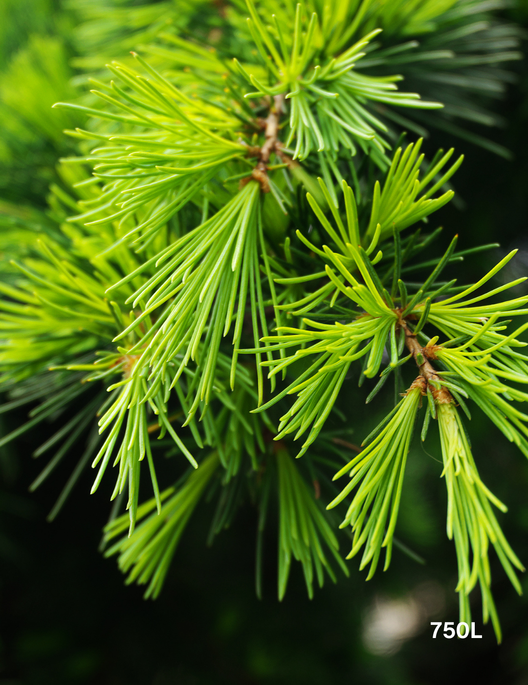 Cedrus deodara - Evergreen Trees Direct